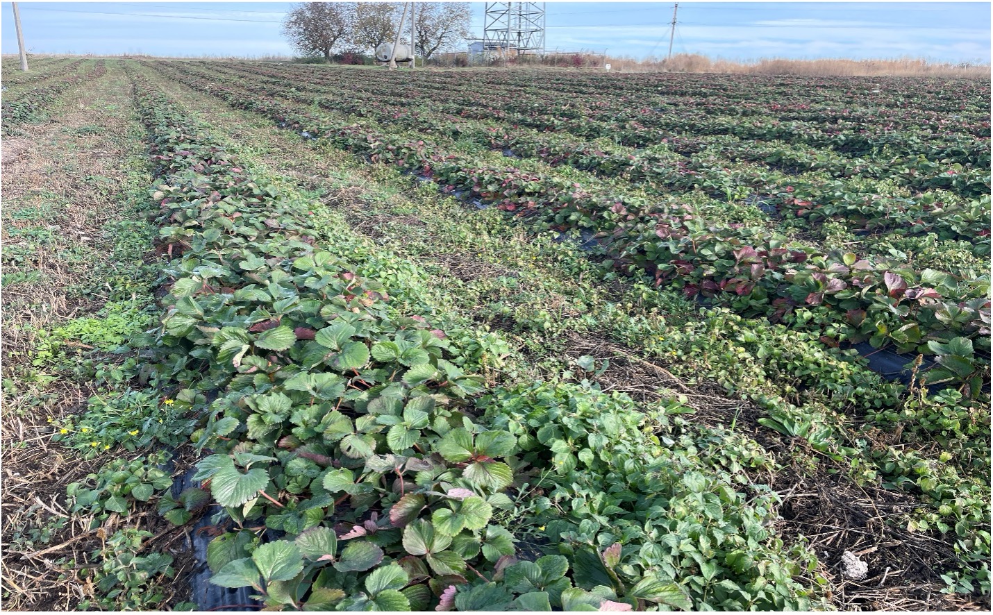 Уряд розширив напрями підтримки для фермерських господарств