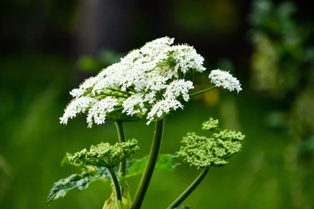 Захист біорізноманіття транскордонних територій України та Польщі від популяції борщівника