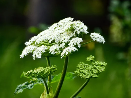 Захист біорізноманіття транскордонних територій України та Польщі від популяції борщівника