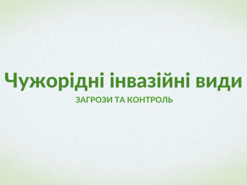 Борщівник Сосновського – один із найнебезпечніших інвазійних видів у Польщі та Україні (ВІДЕО)